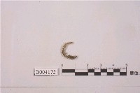 藏品(羽蘚屬 )的圖片